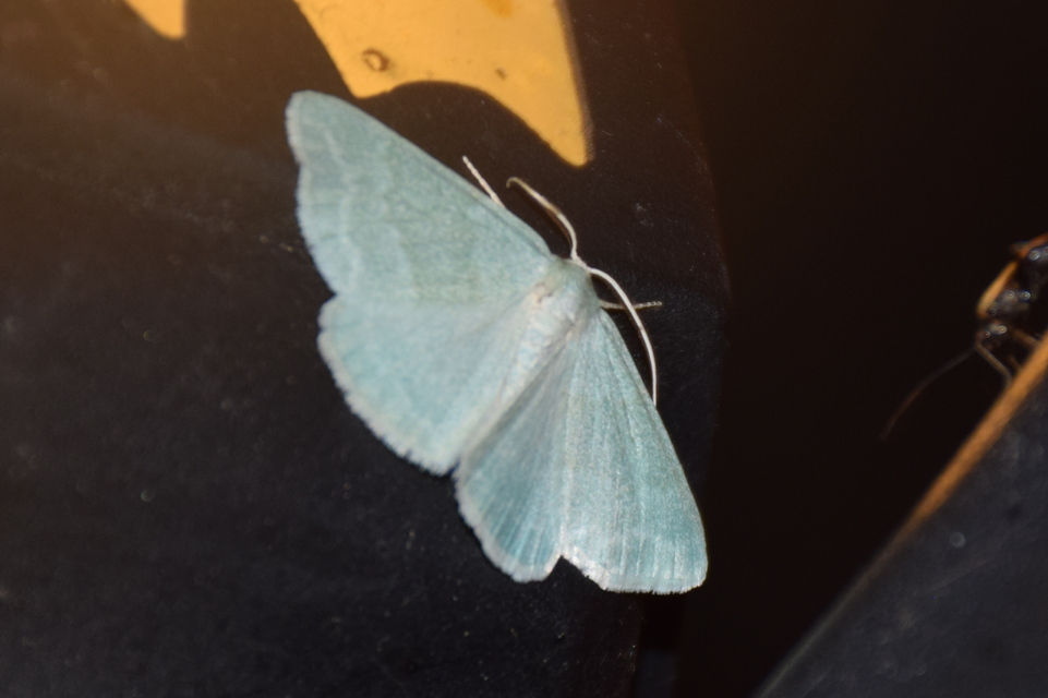 Pseudoterpna pruinata - hamvas zöldaraszoló