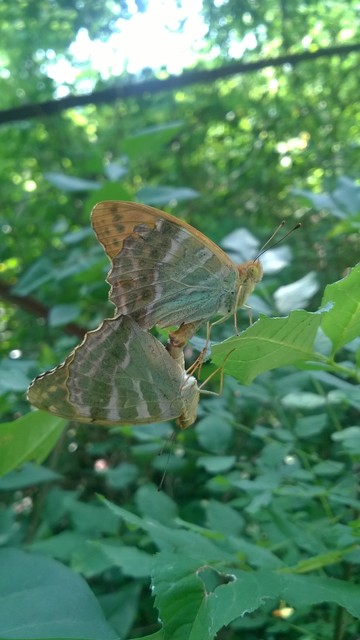 Argynnis paphia - nagy gyöngyházlepke