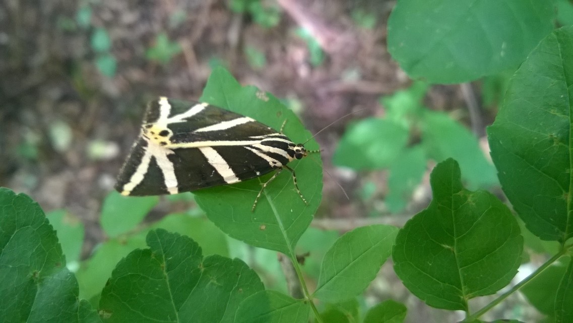 Euplagia quadripunctaria - csíkos medvelepke
