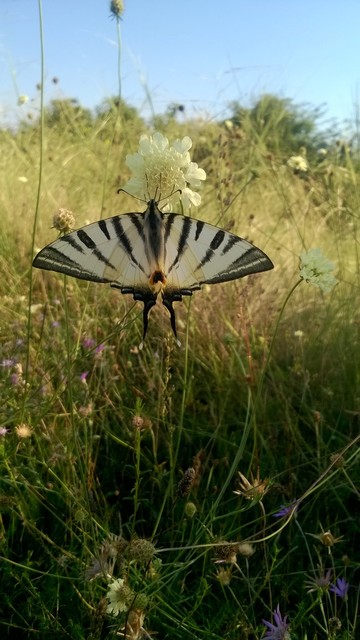 Iphiclides podalirius - kardoslepke