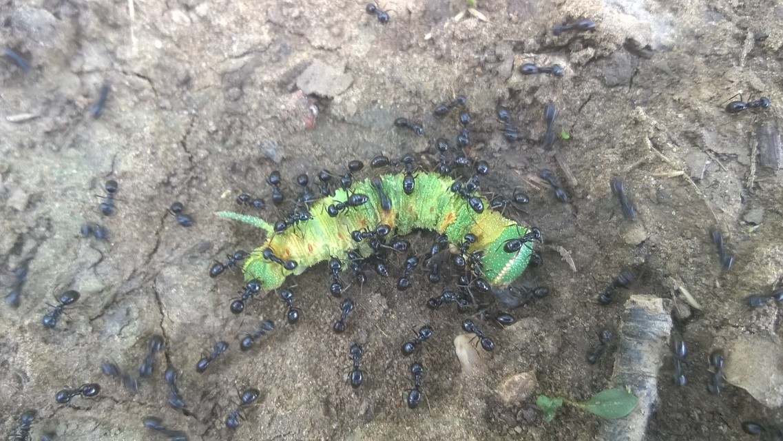 Smerinthus ocellatus - esti pávaszem
