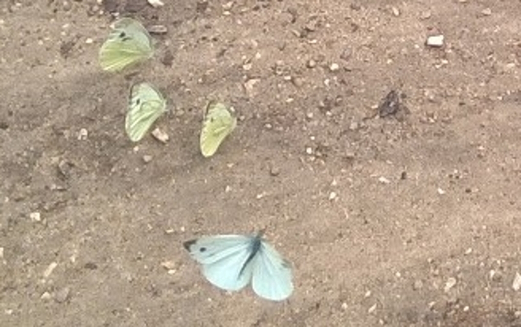 Pieris napi - repcelepke