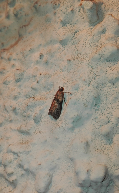 Sciota adelphella - pirosszárnytövű karcsúmoly