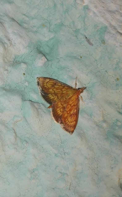 Ecpyrrhorrhoe rubiginalis - rozsdavörös tűzmoly