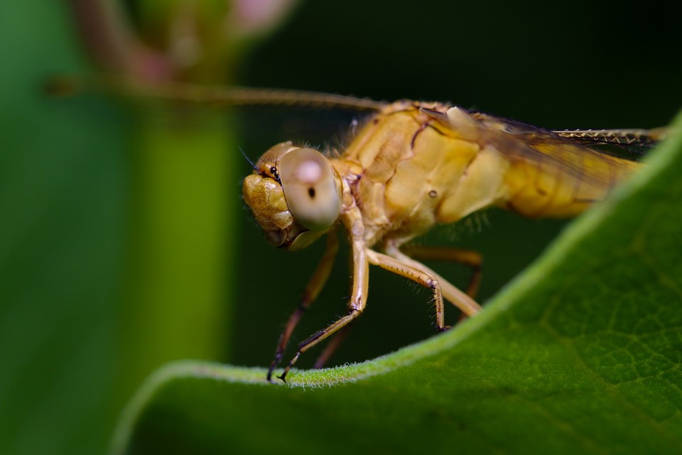 Orthetrum coerulescens - karcsú pásztorszitakötő