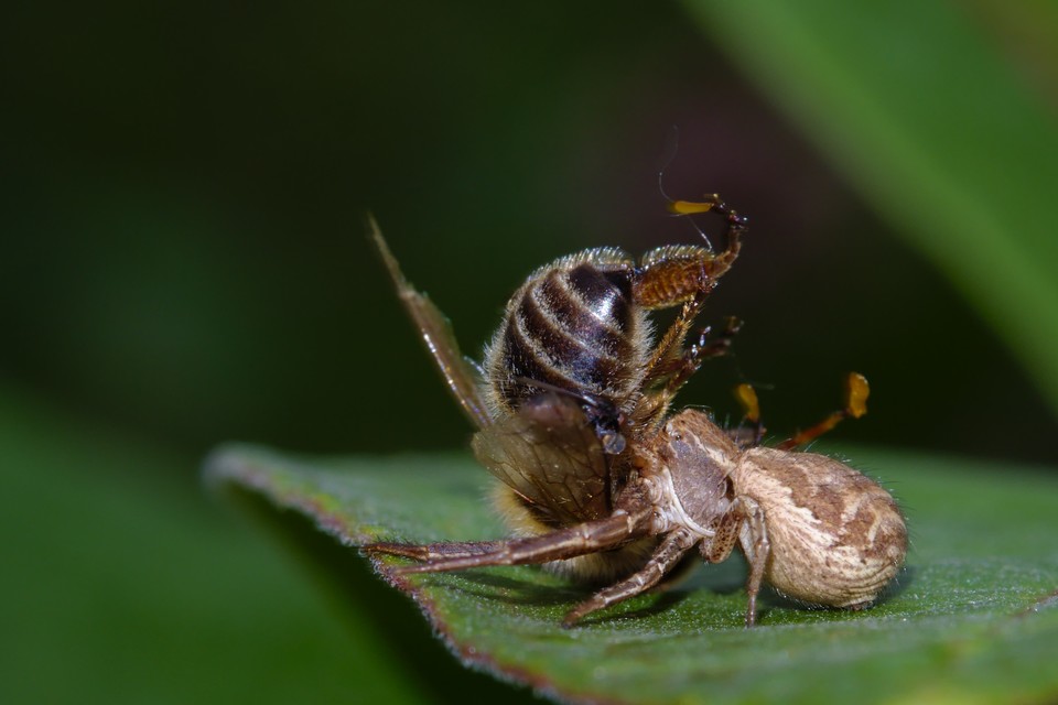 Xysticus
