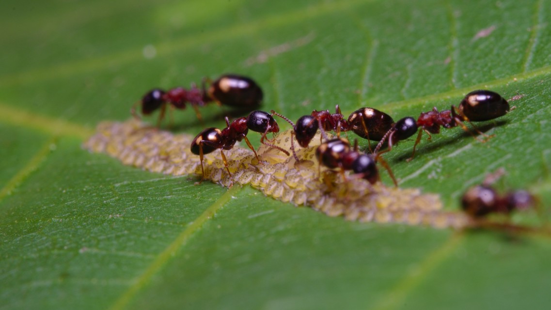 Dolichoderus quadripunctatus - négypettyes erdeihangya