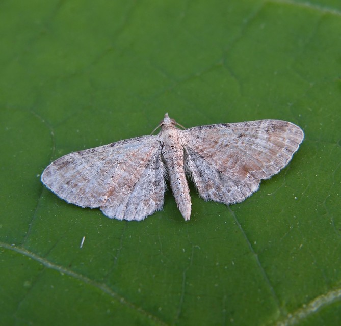 Eupithecia simpliciata - kerekszárnyú törpearaszoló