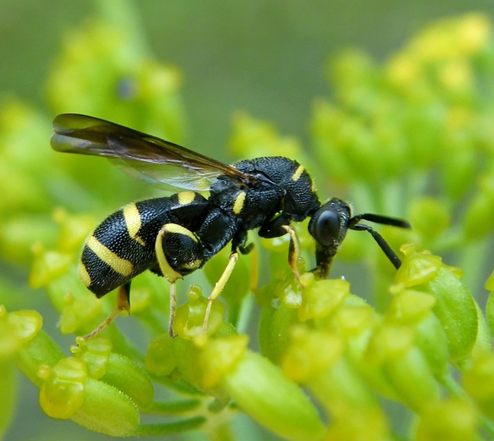 Leucospis