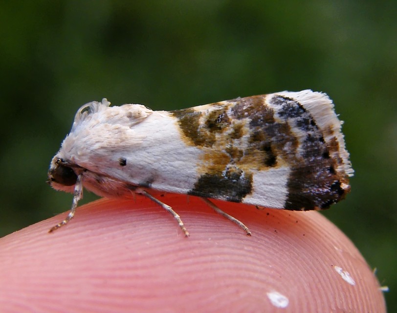 Acontia lucida - fehér nappalibagoly