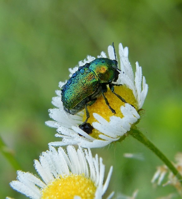 Cryptocephalus