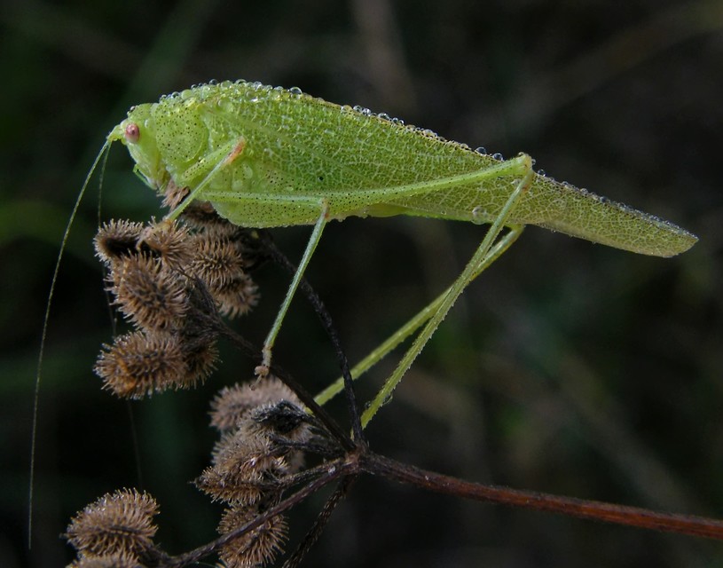Phaneroptera nana - pontozott repülőszöcske