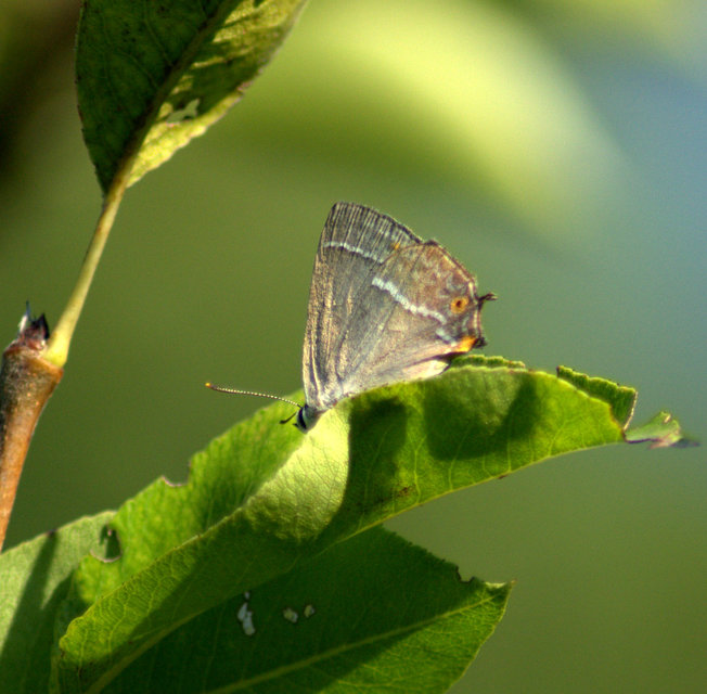 Neozephyrus quercus - tölgyfalepke