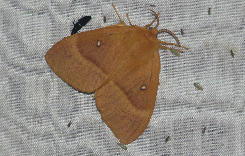 Lasiocampa quercus - tölgyfaszövő