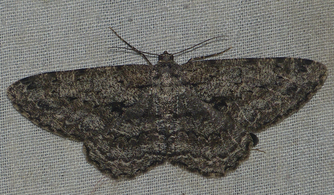 Hypomecis roboraria - nagy tölgyfaaraszoló