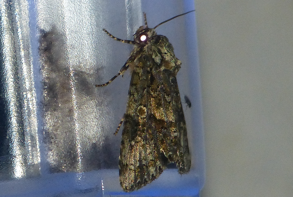 Craniophora ligustri - fagyalbagoly