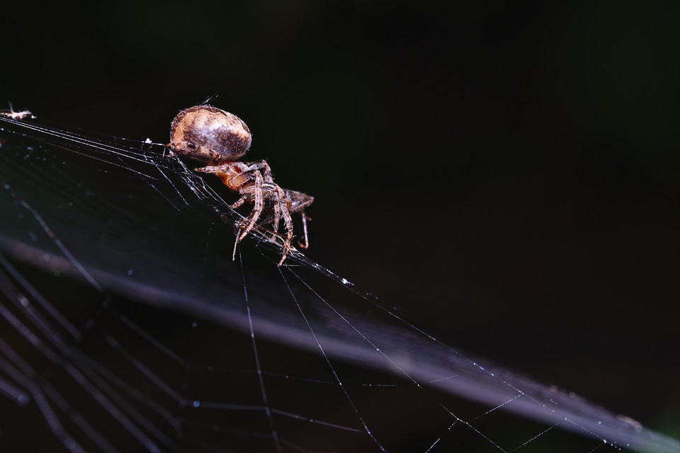 Araneidae - keresztespókok