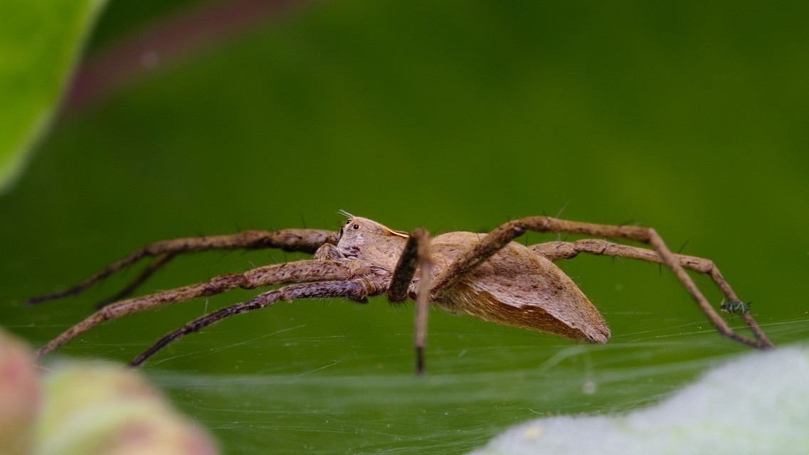 Pisaura mirabilis - csodáspók