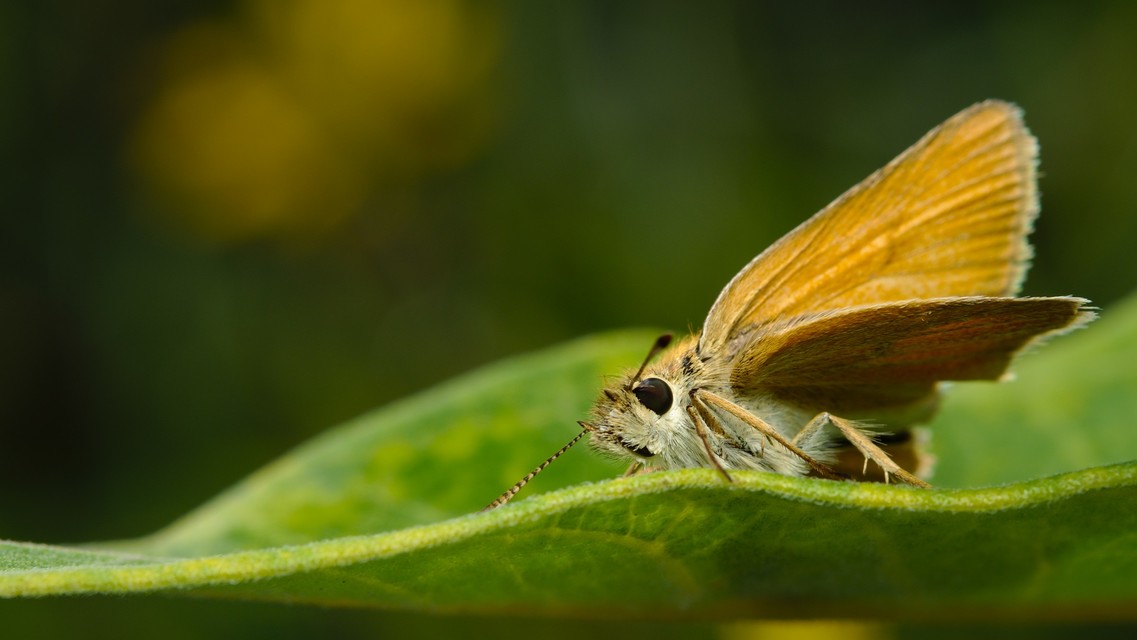 Thymelicus lineola - vonalas busalepke
