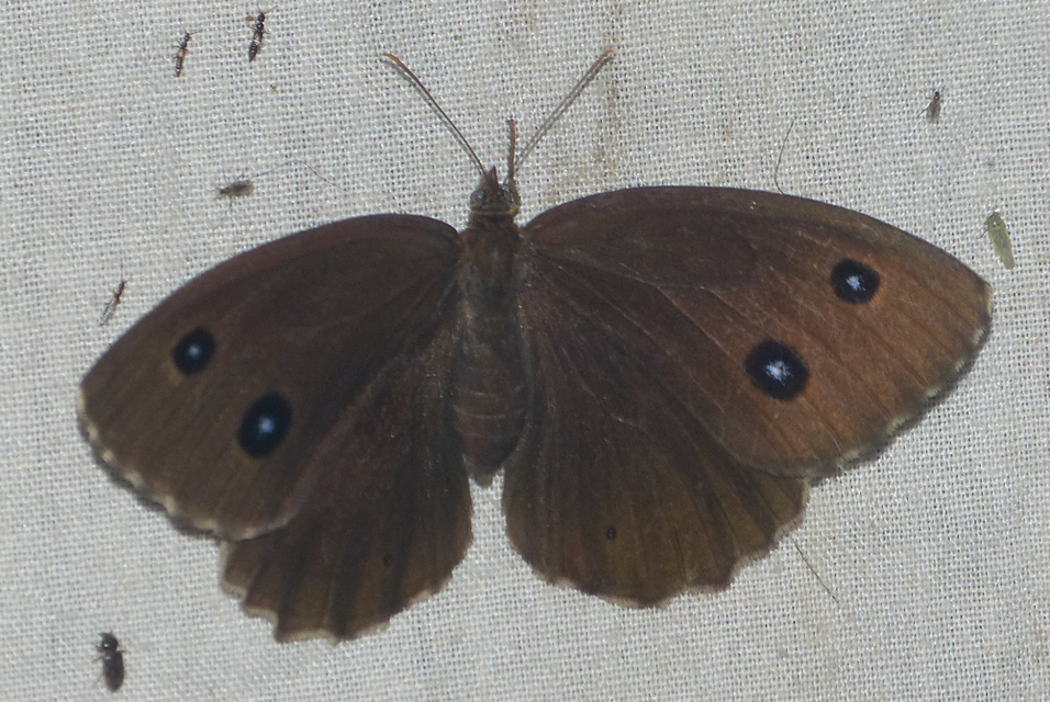 Minois dryas - fekete szemeslepke