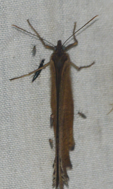 Minois dryas - fekete szemeslepke