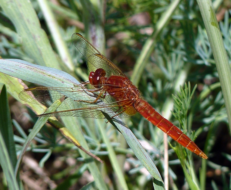 Crocothemis erythraea - skarlát szitakötő