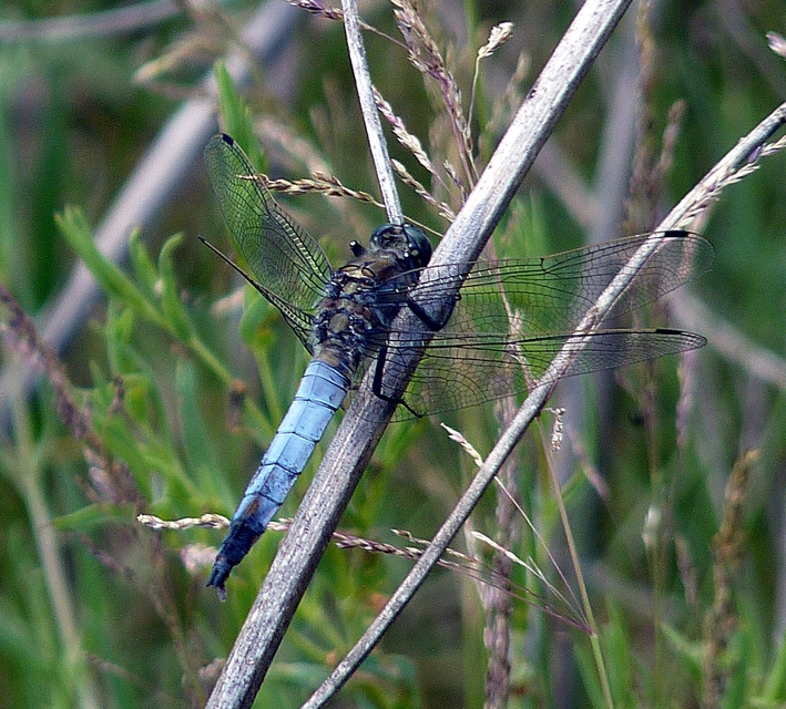 Orthetrum cancellatum - feketefarkú pásztorszitakötő