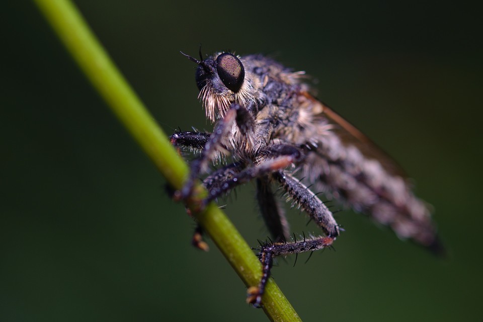 Asilidae - rablólégyfélék