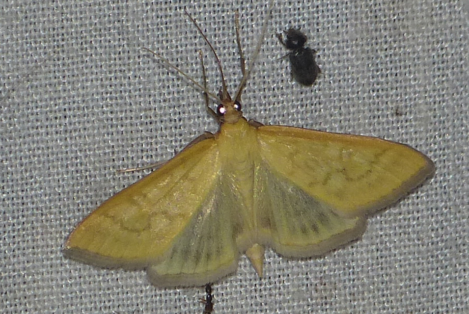 Mecyna