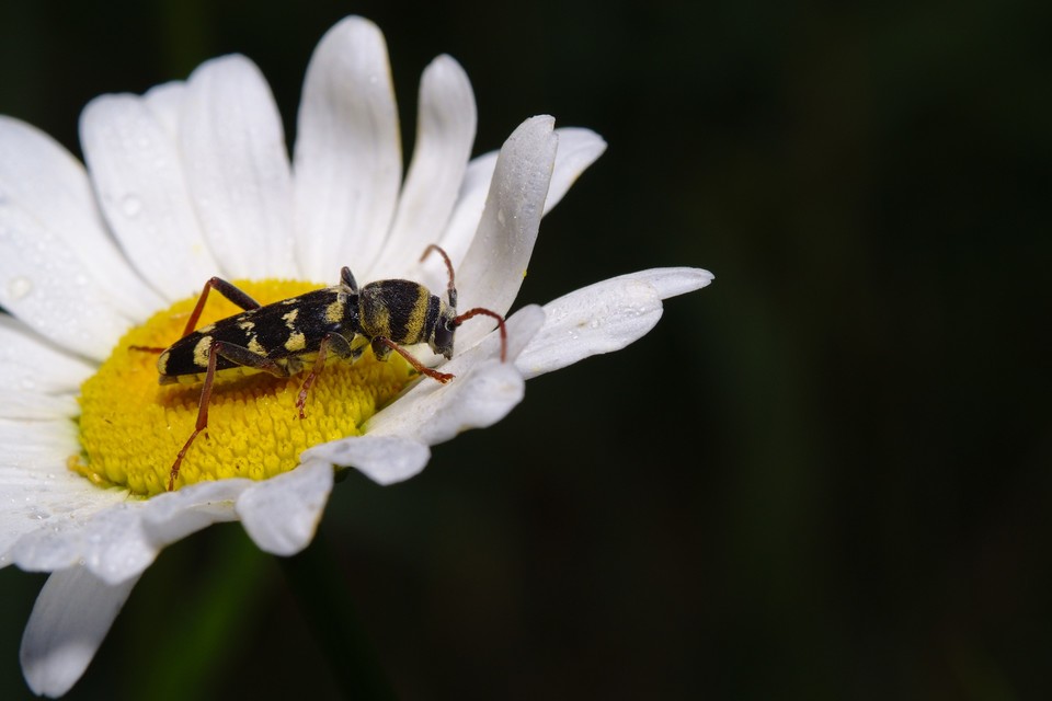 Echinocerus floralis - lucerna-darázscincér