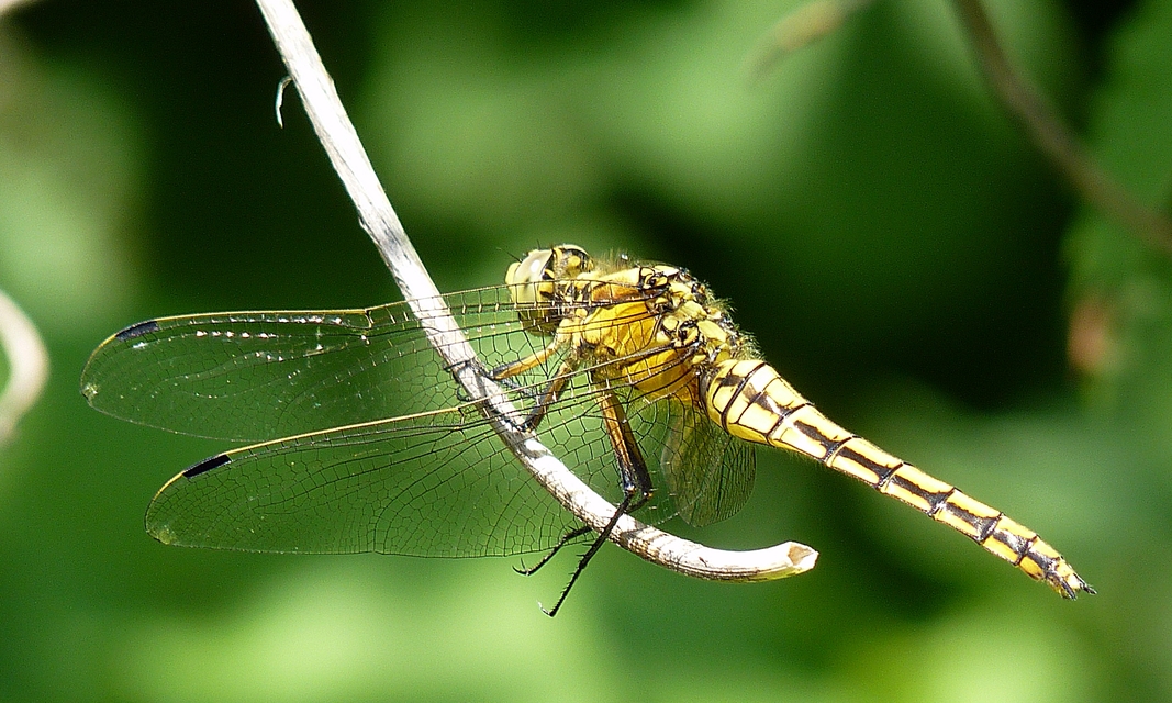Orthetrum cancellatum - feketefarkú pásztorszitakötő