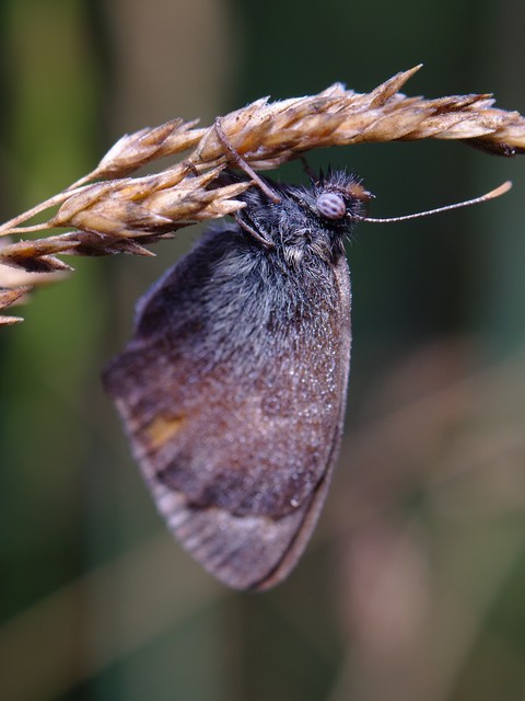 Coenonympha pamphilus - kis szénalepke