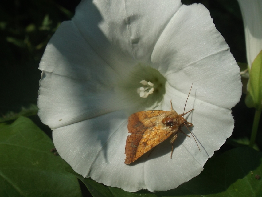 Pyrrhia umbra - iglicebagoly
