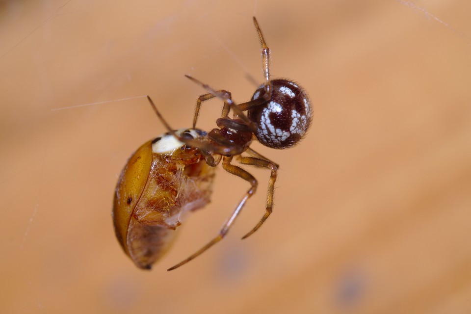 Steatoda triangulosa - háromszöges faggyúpók