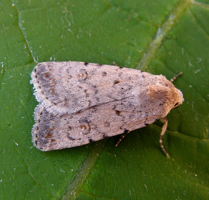 Paradrina clavipalpis - közönséges selymesbagoly
