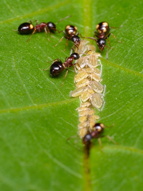 Dolichoderus quadripunctatus - négypettyes erdeihangya