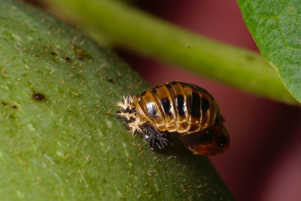 Coccinellidae - katicabogárfélék