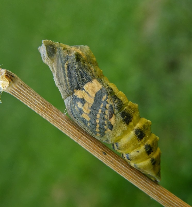 Papilio machaon - fecskefarkú lepke