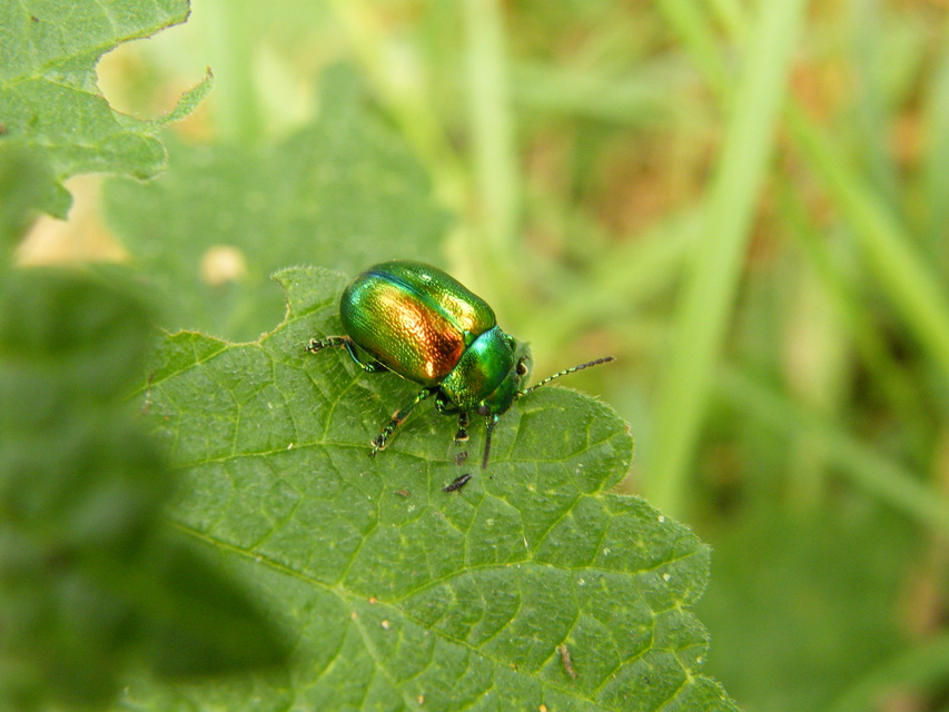 Chrysolina herbacea - zöld mentalevelész