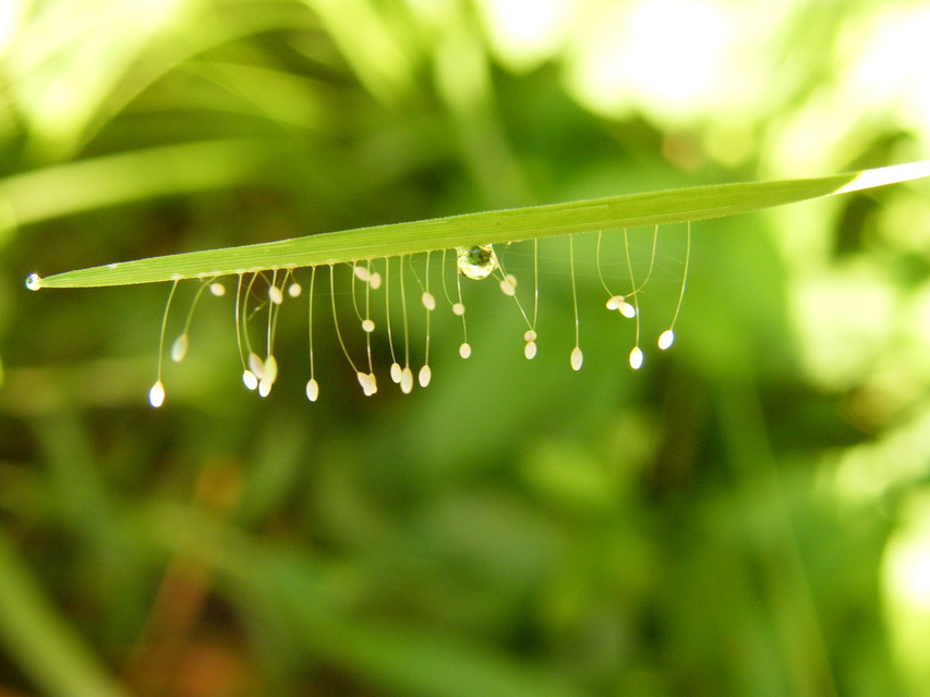 Chrysopidae - zöldfátyolkák