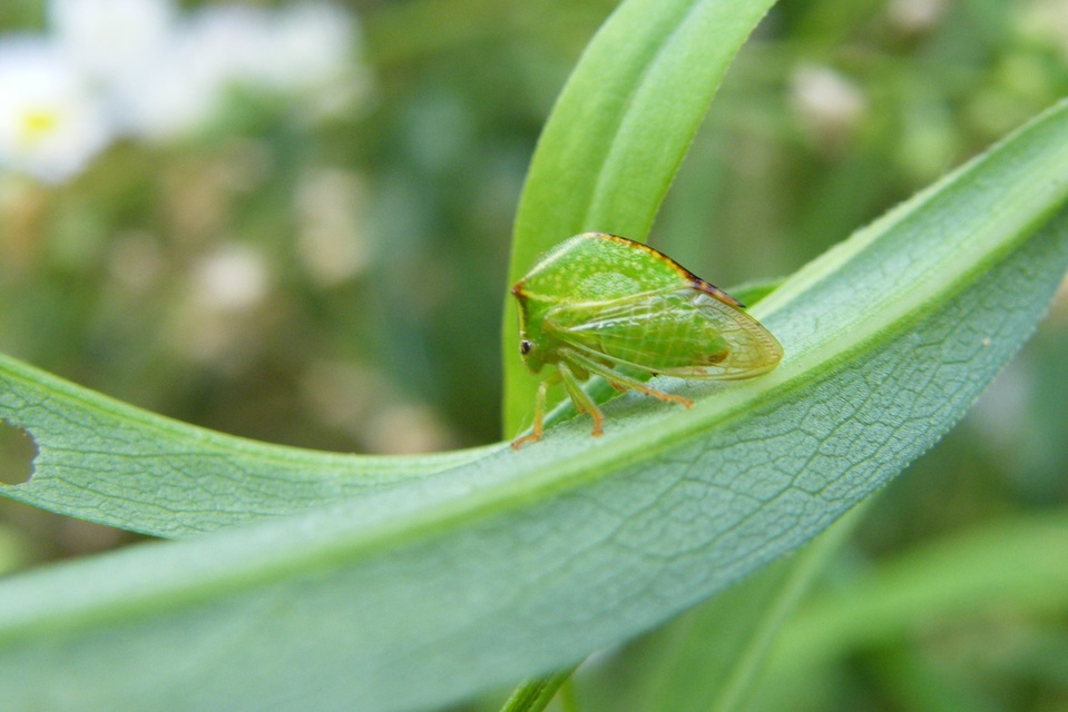 Stictocephala bisonia - bivalykabóca
