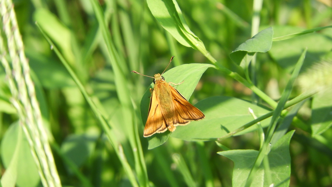 Ochlodes sylvanus - erdei busalepke