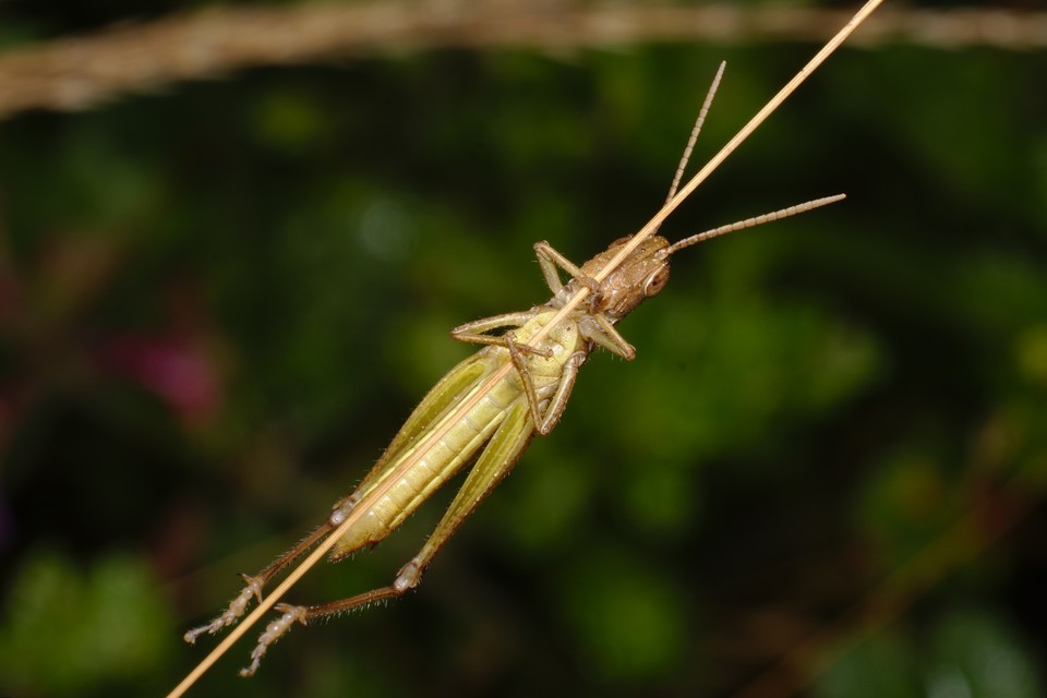 Euchorthippus declivus - rövidszárnyú rétisáska