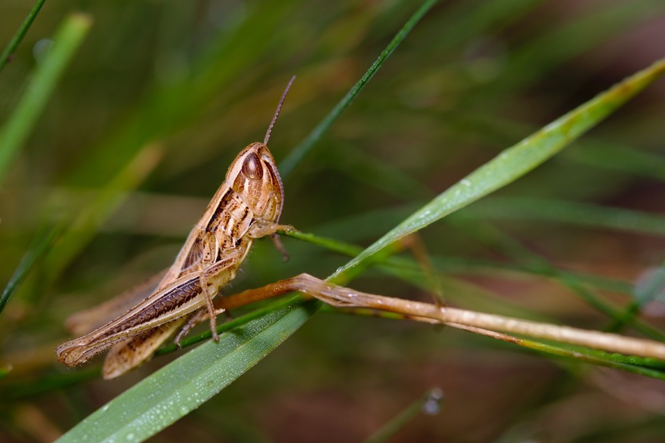 Euchorthippus declivus - rövidszárnyú rétisáska