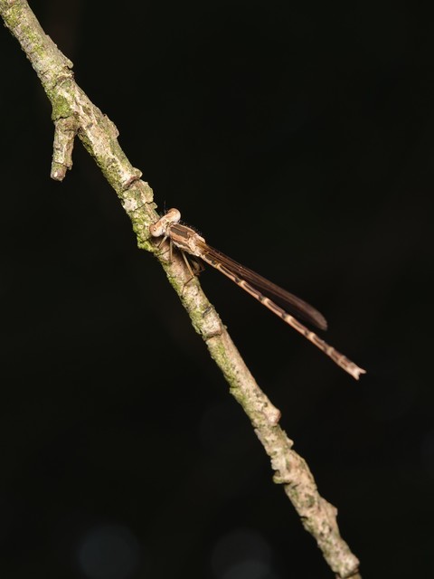 Sympecma fusca - téli rablószitakötő