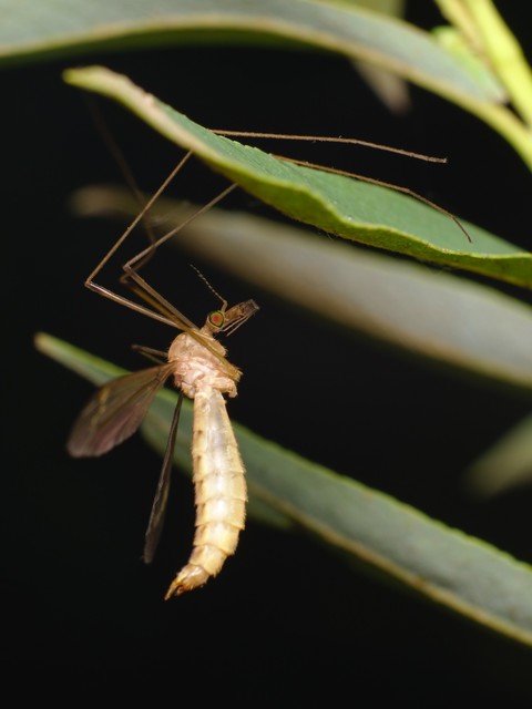 Tipula