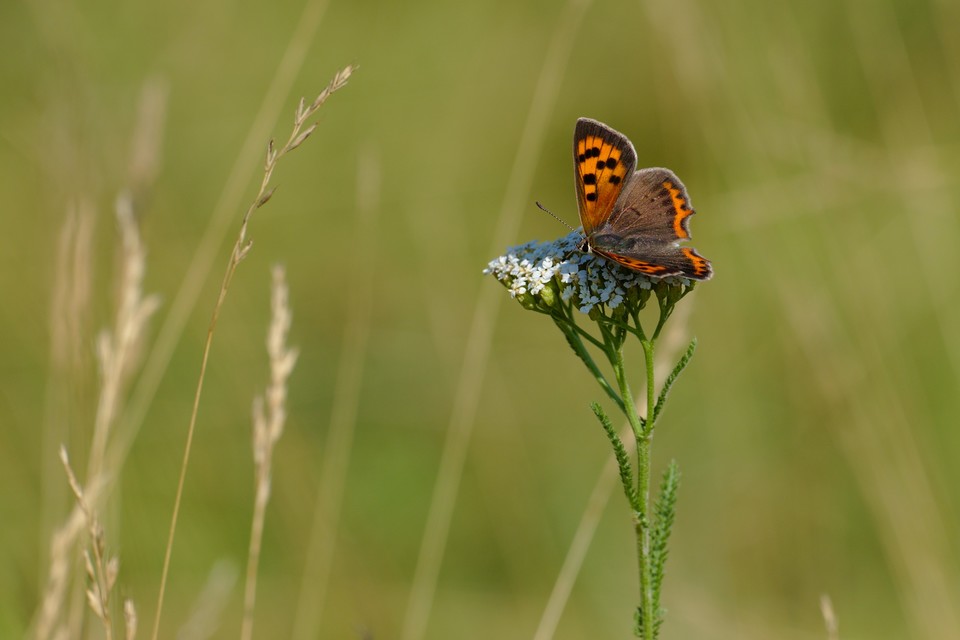 Lycaena phlaeas - közönséges tűzlepke