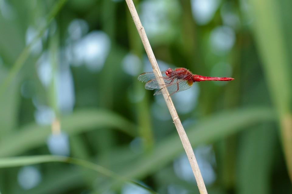 Crocothemis erythraea - skarlát szitakötő