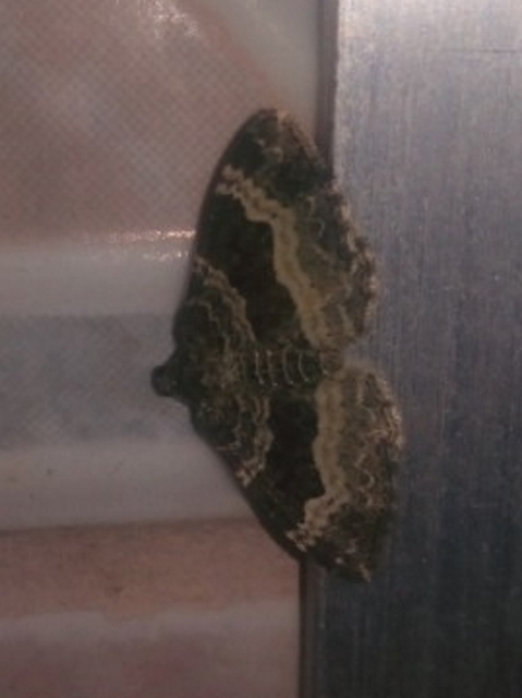 Epirrhoe alternata - galaj-tarkaaraszoló