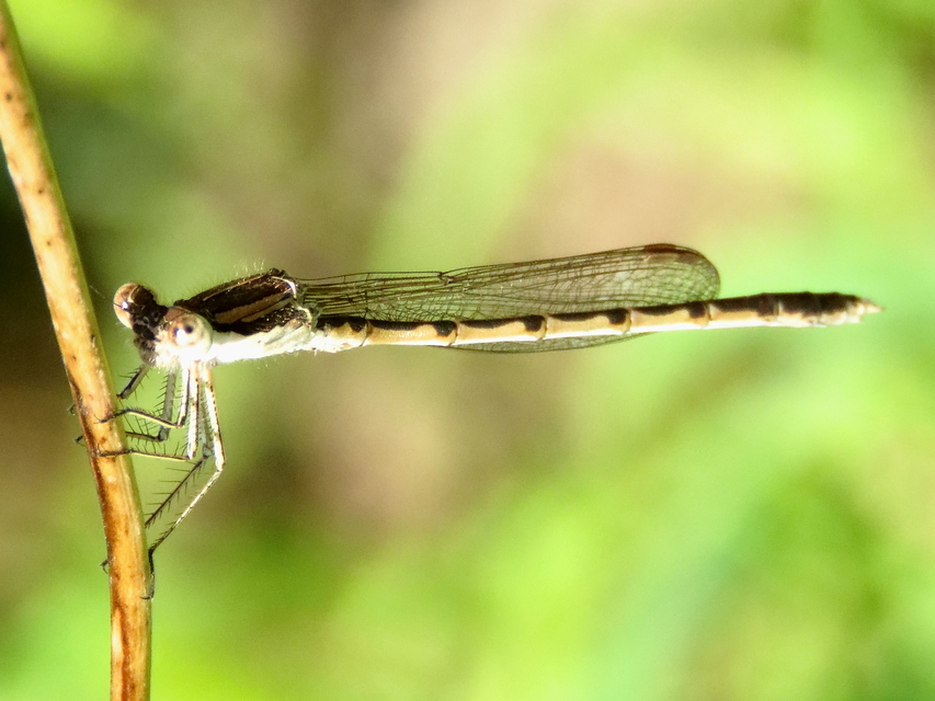 Sympecma fusca - téli rablószitakötő